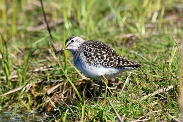 Fototapeta premium Wood Sandpiper (Tringa glareola) in natural habitat, wildlife bird photograph