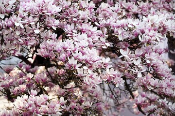 Fototapeta premium Magnolie