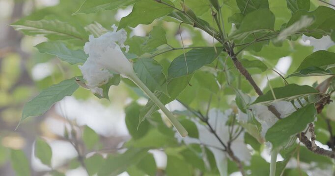 Dolichandrone serrulata white traditional flower Kae Na on tree branch green leaf windy nature scene
