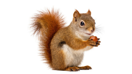 A cute red squirrel standing and holding a single hazelnut, looking at the camera © Lysander