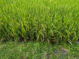 Fototapeta premium Lush green rice fields display the growth of rice ready for harvest.