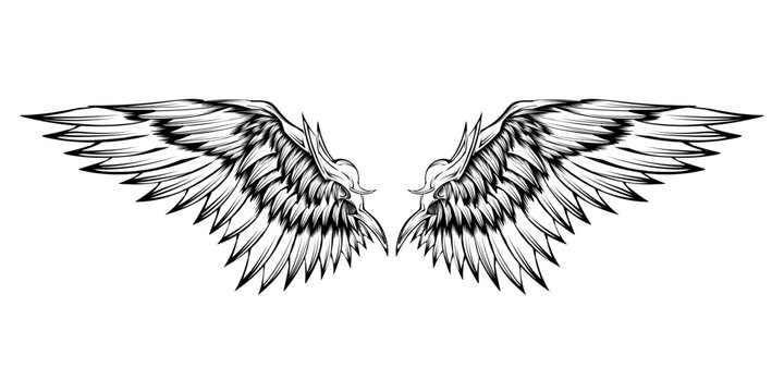 vector illustration of wings