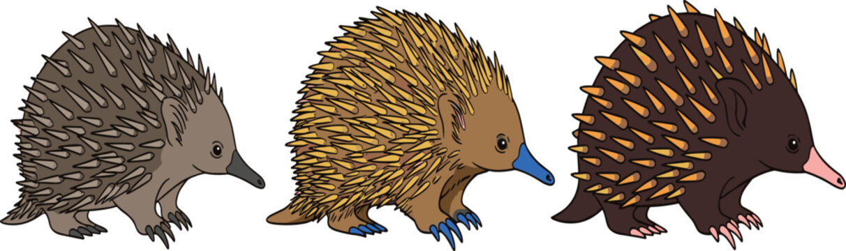 Echidna Animal Set in Detailed Cartoon Style Featuring Different Colors and Variations of Spiny Anteater Wildlife Vector Illustration for Nature and Education Designs.