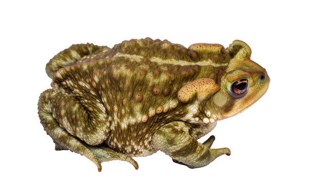 Side view of a large warty toad with textured green and brown skin, full body