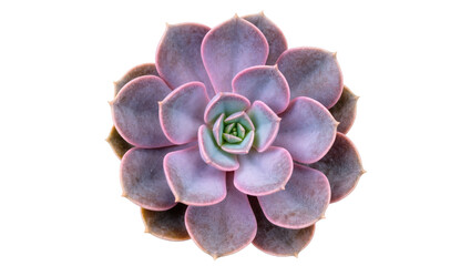 Vibrant purple and green Echeveria succulent plant in a beautiful rosette shape © Lysander