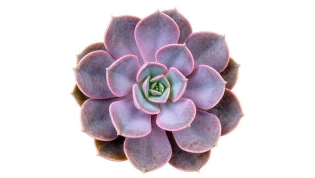 Vibrant purple and green Echeveria succulent plant in a beautiful rosette shape