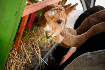Fototapeta premium Alpaca feeding scene. Close-up of alpacas eating hay and freshly cut grass from feeding trough on rural farm. Lama pacos, Vicuna pacos. Animal care on farm, alpaca farm.