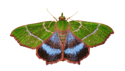 Stunning green, blue, and brown moth displaying its beautiful wings and delicate antennae. © Lysander