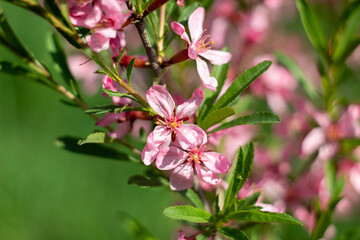 Obraz premium Close up of pink almond tree flowers blooming in the spring garden