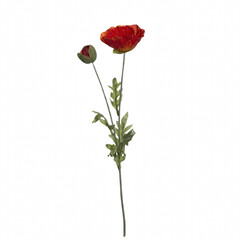 Fototapeta premium Lone Red Poppy Flower with Bud and Green Leaves