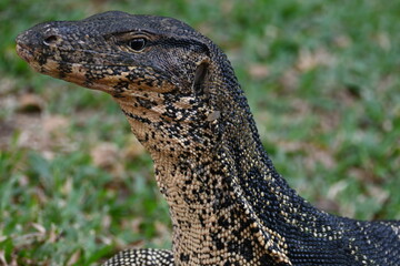 Waran leśny  © arek