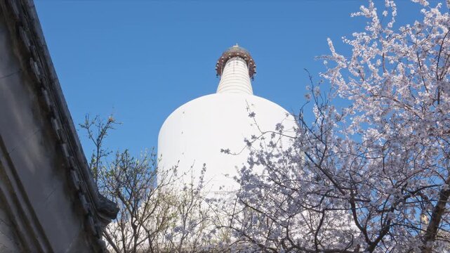 Beautiful Spring Flowers at Chanfu Temple, White Dagoba in Beihai Park under Blue Sky, Beijing