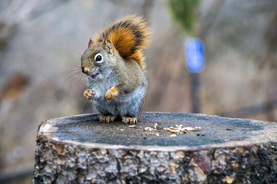Adorable American red squirrel standing upright on tree stump