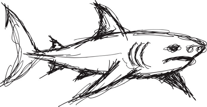 sketch of a fierce great white shark swimming with open mouth and sharp teeth