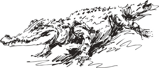 Fototapeta premium Sketch of a crocodile in motion with dynamic ink strokes and textured details on white background