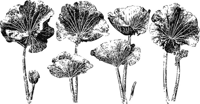 Vintage botanical illustration of ginkgo leaves and branches in black and white