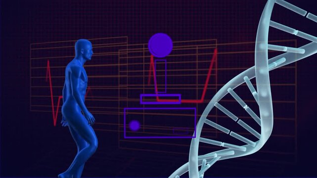 Animation of human body, scientific data processing with dna strand spinning