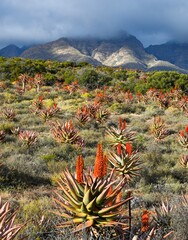 A glade of aloes below mist shrouded Kammanassie mountains. © Adrian