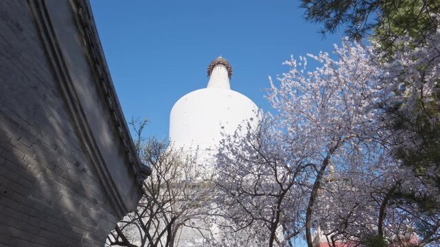 Beautiful Spring Flowers at Chanfu Temple, White Dagoba in Beihai Park under Blue Sky, Beijing
