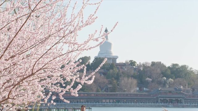 Beautiful Spring Flowers at Chanfu Temple, White Dagoba in Beihai Park under Blue Sky, Beijing