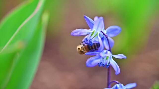 Bee lands on blue flower, buzzes near petals. Green leaves frame scene softly