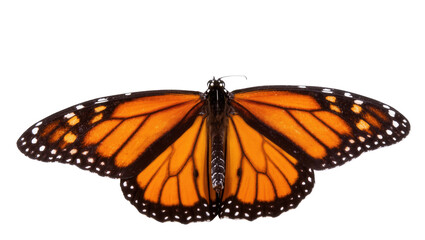 Detailed top view of a beautiful Monarch butterfly with distinct orange and black wings © Eustace