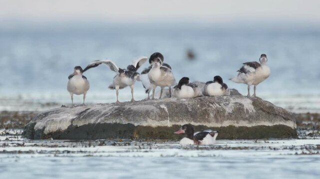 ducks resting on by sea rock 