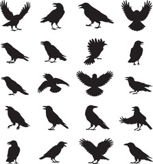 Obraz premium Collection of various black silhouette crow and raven bird poses on white background