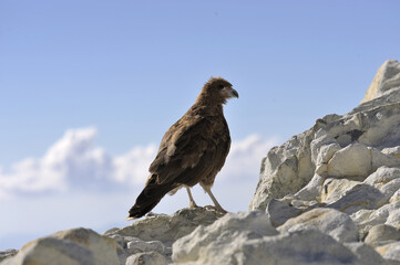 Fototapeta premium A juvenile mountain caracara - Phalcoboenus megalopterus - in the high Andes in Southern Peru. Still a juvenile it is mostly brown