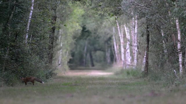 Young red fox searching for food while watching, listening and trotting down a forest alley. Vulpes vulpes, Sologne, Loiret 45, r&eacute;gion Centre Val de Loire, France, European Union, Europe