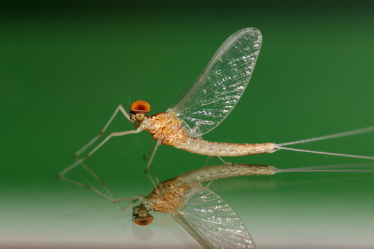 Mayfly Spinner Sitting on a Reflective Surface. Adult mayfly imago (Baetis sp.) male with turbinate eyes resting on glass with reflection, macro close-up.  