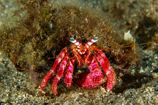 Crimson Hermit: Intense close-up portrait of a Large Hermit Crab (Dardanus calidus) on a sandy seabed, Spain