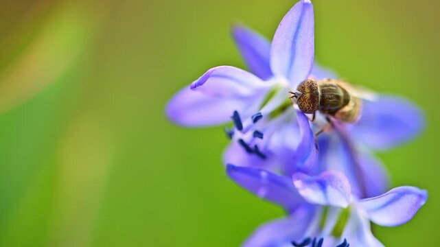 Bee rests on a purple flower, its wings slightly blurred. The flower's delicate petals frame the insect's busy form. Green background softly blurs, drawing focus to the pollinator