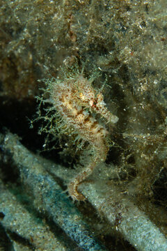 Hidden Among Wreckage &ndash; Hippocampus guttulatus in Debris Tangle