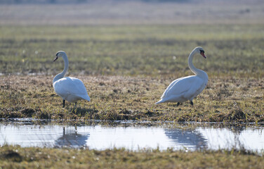 Para łabędzi niemych wychodzi z wody po roztopach na łące, wczesną wiosną © Joanna
