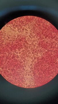 Human blood cells moving under microscope 