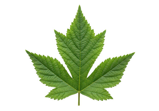 Detailed green nettle leaf with prominent veins isolated on transparent background