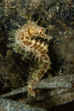 Marine Sentinel: A Long-snouted Seahorse (Hippocampus guttulatus) perched vertically on the seabed, Tamariu, Spain