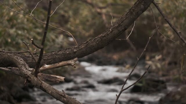 冬枯れの森と笹のの中を流れる渓流風景