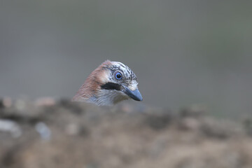 Obraz premium Adult Eurasian Jay (Garrulus glandarius) perched on a branch, showing its colorful wing plumage.