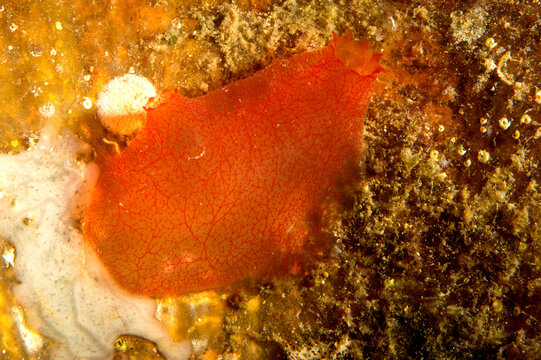 Tunicates, Ascidian Ascidia mentula, Capo Caccia, Alghero, Sardinia, Italy