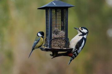 A great tit and a spotted woodpecker are sitting together on a feeder. © dennis