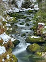 Fototapeta premium Mountain Spring Stream in Lush Forest