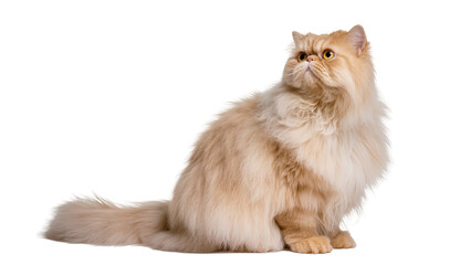 Fluffy ginger Persian cat sitting gracefully, looking curious with large golden eyes © Thaddeus
