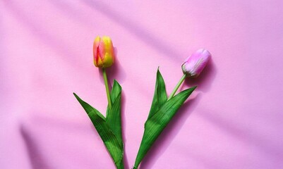 Obraz premium Spring floral tulip flowers on pastel pink background with minimal flat lay composition, elegant romantic design for greeting card and branding.