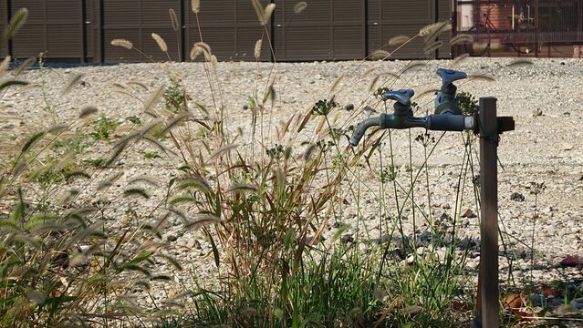 空き地の二口蛇口とエノコログサ