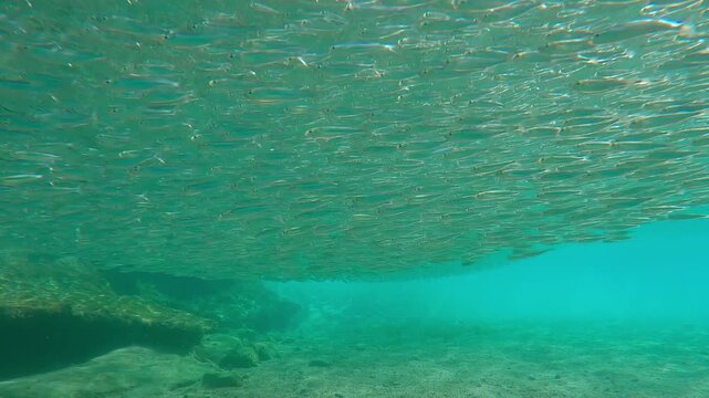 Huge shoal of Silversides Atherina swimming above sandy seafloor in shallow water near shore, like large cloud. lot of Atherina`s swims underw surface of water in turquoise water on sunny day