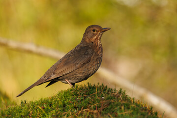 Obraz premium Female Blackbird sits on the ground in her natural habitat looking for food.