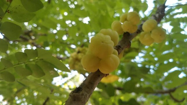 Star Gooseberry Fruits on Tree Branch. Tropical Sour Yellow Berries. Cinematic video	