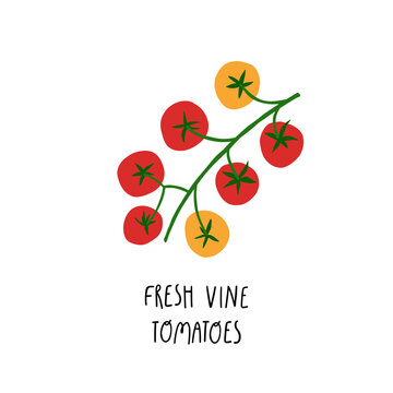 Cute illustration of tomatoes on a vine with red and yellow fruits. Simple hand drawn style with fresh organic shapes, perfect for food design, kitchen decor, packaging, and modern graphic projects.